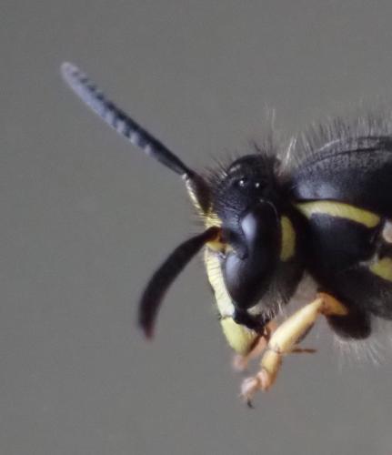 Réf. 314 642 : Dolichovespula saxonica